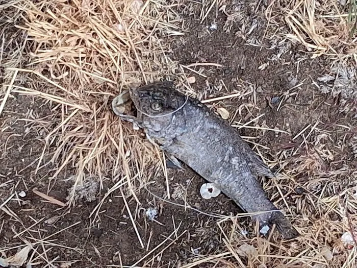 Lakefront RV Park Picture 7