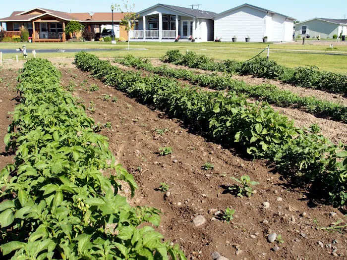 The Lakes Mobile Home Park Picture 4