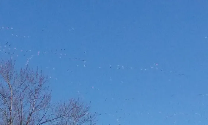 Kingswood Estates Picture 2