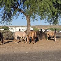 Eagle View RV Resort At Fort ico