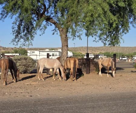 Eagle View RV Resort At Fort