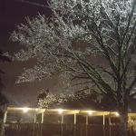 Fir Haven Trailer Park