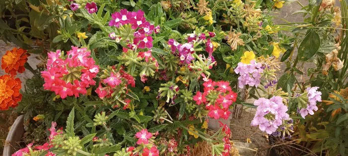 Rolling Hills Mobile Terrace & RV Park Picture 2