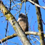 Rolling Hills Mobile Terrace & RV Park