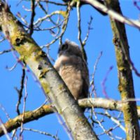 Rolling Hills Mobile Terrace & RV Park ico