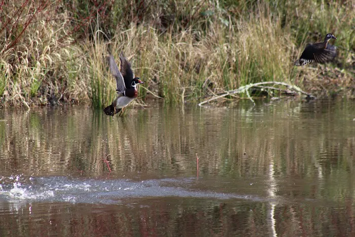 Sandy Mobile Villa Picture 3