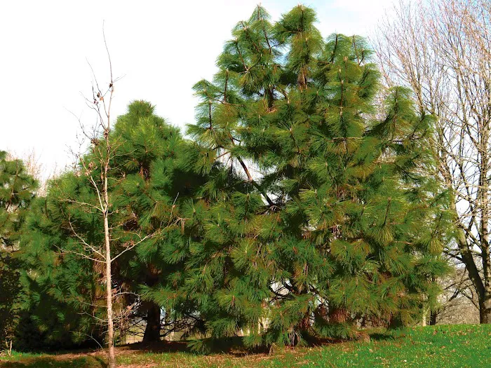 Sandy Mobile Villa Picture 6