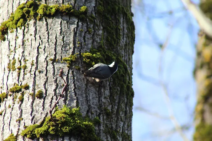 Sandy Mobile Villa Picture 7