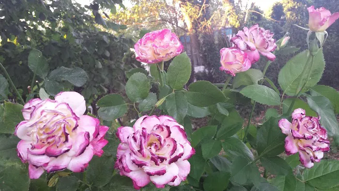 Terrand Mobile Terrace Picture 1