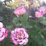 Terrand Mobile Terrace