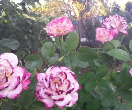 Terrand Mobile Terrace