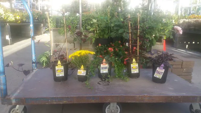 Terrand Mobile Terrace Picture 4