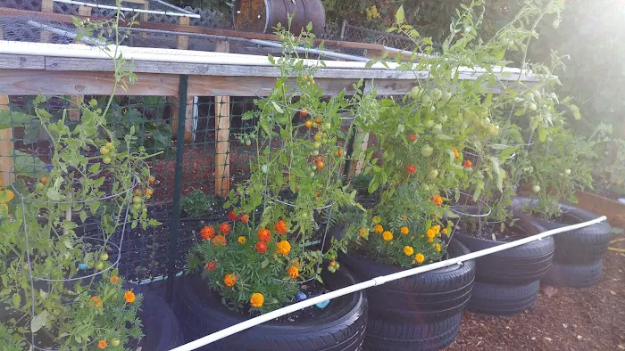 Terrand Mobile Terrace Picture 5