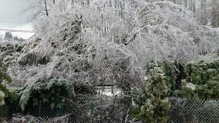 Cherry Blossom Mobile Home Park Picture 9