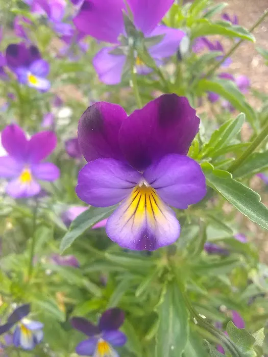 Portland American Mobilodge Picture 1