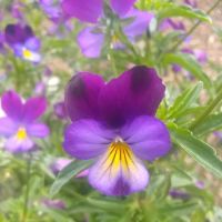 Portland American Mobilodge ico