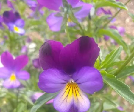 Portland American Mobilodge