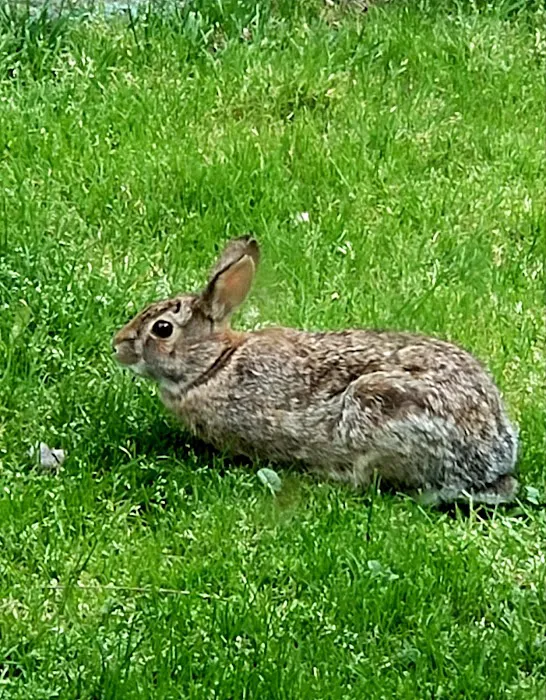 Quail Hollow Picture 7
