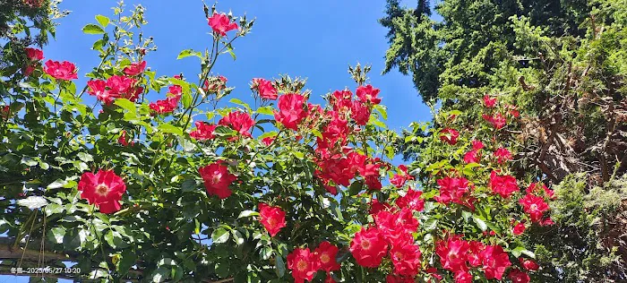 Park Rose RV Picture 2