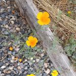 Portland Pines MH & RV Park