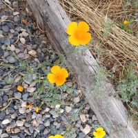 Portland Pines MH & RV Park ico