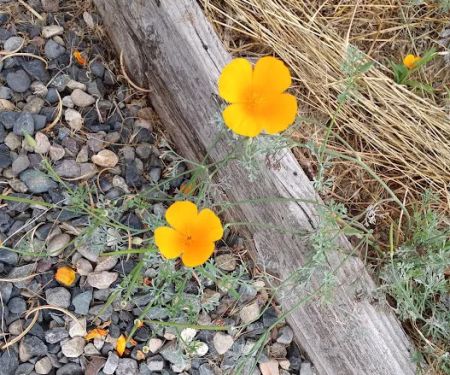 Portland Pines MH & RV Park