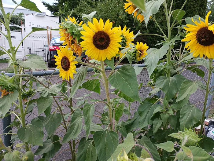 Portland Pines MH & RV Park Picture 4