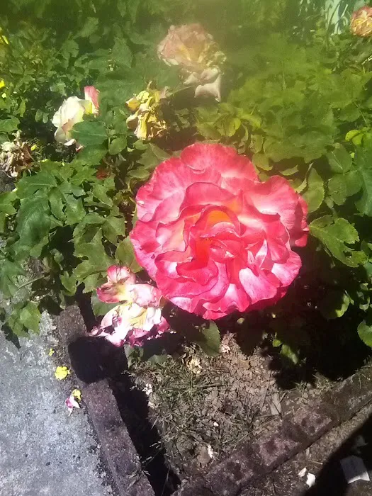 Holly Tree Mobile Home Park Picture 4