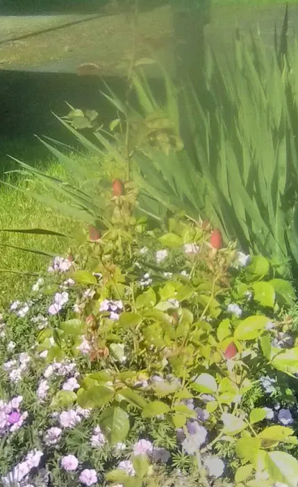 Holly Tree Mobile Home Park Picture 3