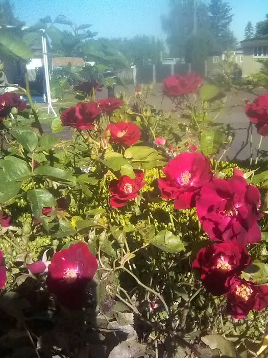 Holly Tree Mobile Home Park Picture 10