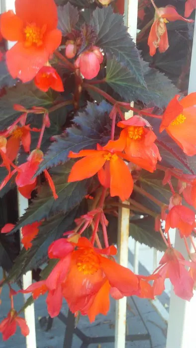 Cascade Park Village Picture 8