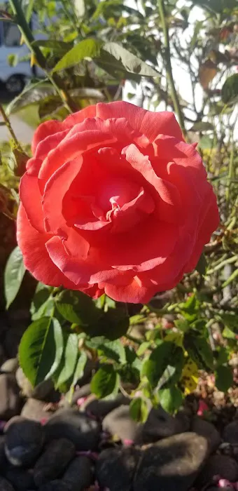 Columbia River RV Park Picture 4