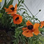 Creekside Estates Vancouver