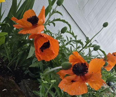 Creekside Estates Vancouver