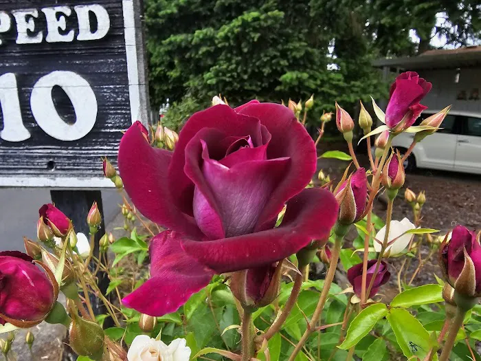 Creekside Estates Vancouver Picture 10