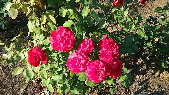 Vancouver Mall RV Park Picture 7