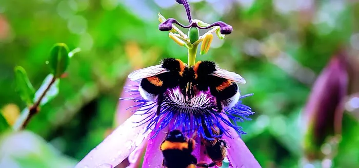 Golden West Mobile Manor MHP Picture 1