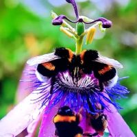 Golden West Mobile Manor MHP ico