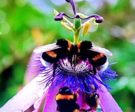 Golden West Mobile Manor MHP