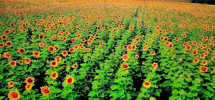 Golden West Mobile Manor MHP Picture 4