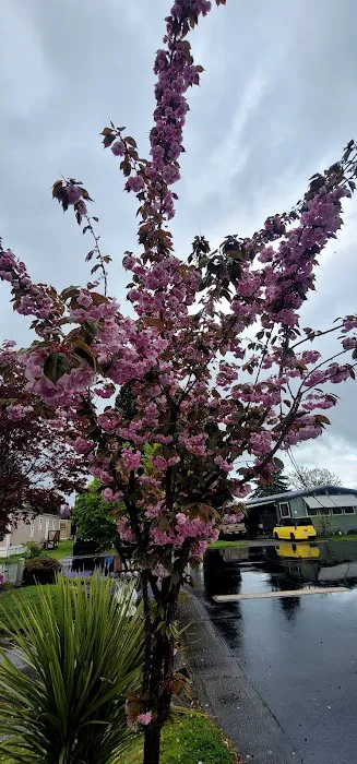 Golden West Mobile Manor MHP Picture 2