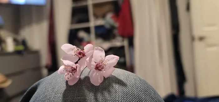 Golden West Mobile Manor MHP Picture 5