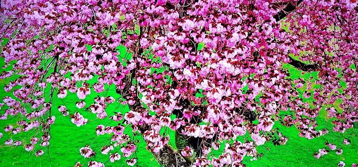 Golden West Mobile Manor MHP Picture 6