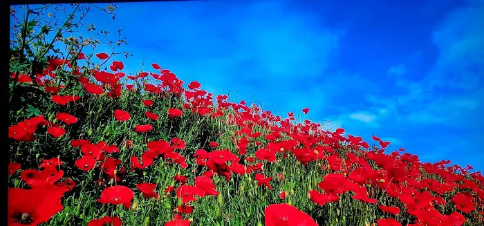 Golden West Mobile Manor MHP Picture 9