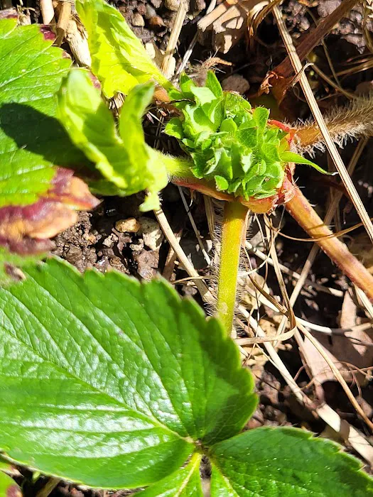 Vancouver Mobile Terrace Picture 1