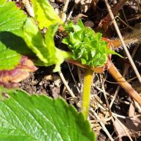 Vancouver Mobile Terrace ico