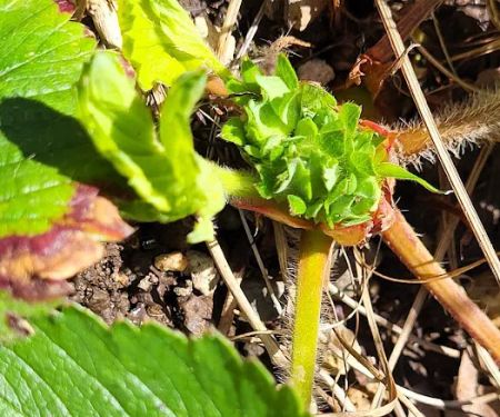 Vancouver Mobile Terrace