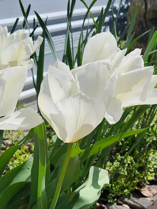 Vancouver Mobile Terrace Picture 2