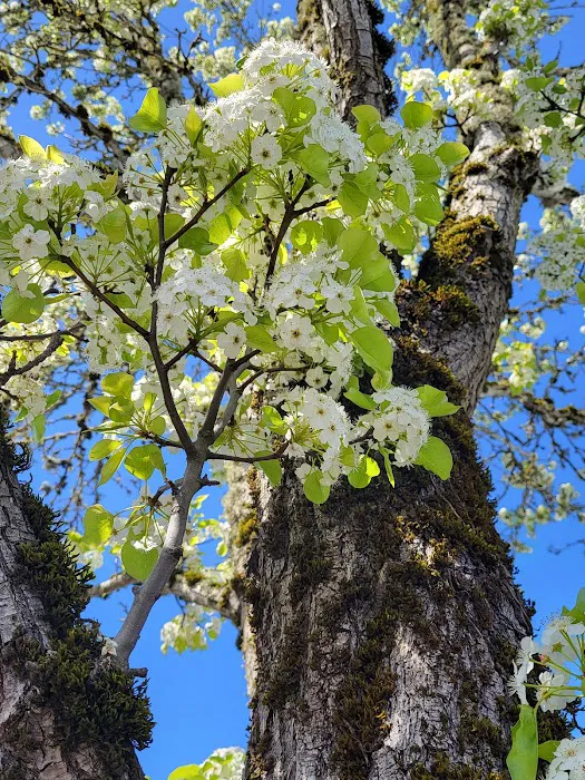 Vancouver Mobile Terrace Picture 3