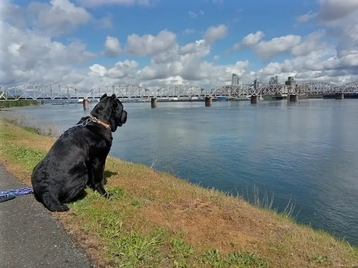 Jantzen Beach RV Park Picture 6